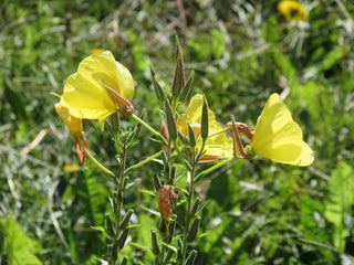 Oenothera odorata <br>DAYTIME EVENING PRIMROSE