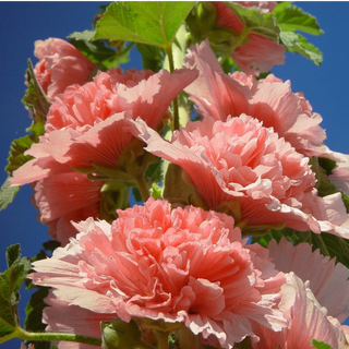 Alcea rosea <br>HOLLYHOCK 'CHATERS SALMON PINK'
