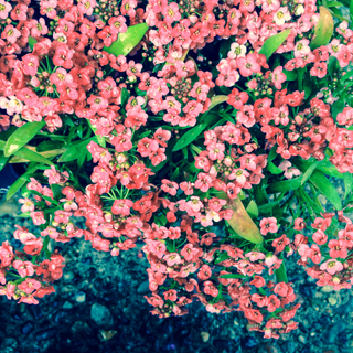 Lobularia <br>SWEET ALYSSUM SALMON