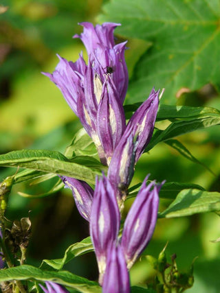 Gentiana asclepiadea <br>PINK WILLOW GENTIAN