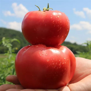Solanum <br>PINK GAL TOMATO