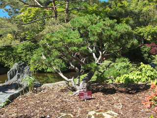 Pinus mugo <br>MUGO PINE