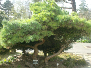 Pinus mugo <br>MUGO PINE