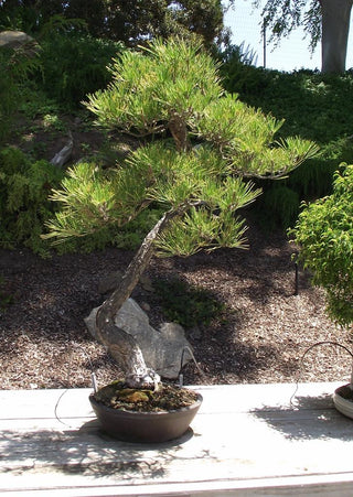 Pinus thunbergii <br>JAPANESE BLACK PINE