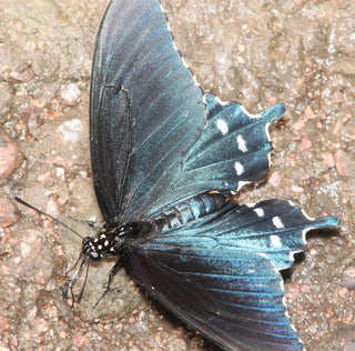 Aristolochia tomentosa <br>WOOLLY NATIVE PIPE VINE