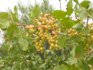 Pistacia vera <br>PISTACHIO NUT