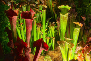 Sarracenia leucophylla <br>PITCHER PLANT TALL Very-Tall Pitcher Plants