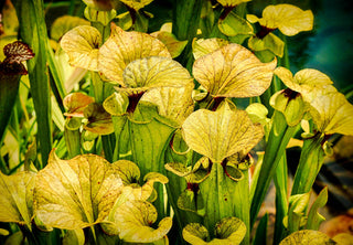 Sarracenia flava <br>PITCHER PLANT YELLOW