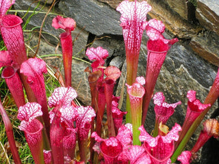 Sarracenia leucophylla x flava <br>PITCHER PLANT