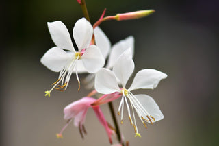 Gaura lindheimeri <br>BEEBLOSSOM WHITE