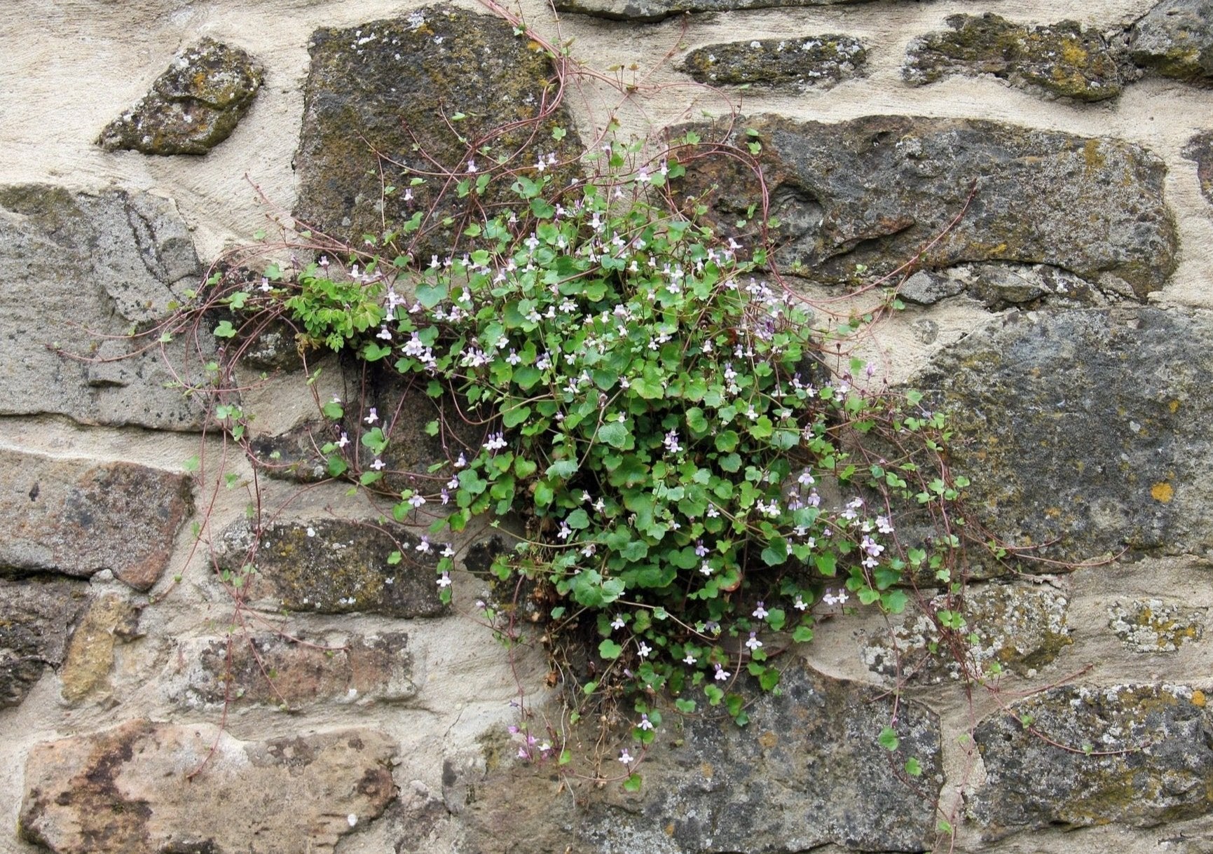 Kenlworth vy Seeds (cymbalara Murals) 200+seeds - Etsy | Ground cover seeds, vy seeds Kenlworth vy Seeds (cymbalara Murals) 200+seeds - Etsy | Ground cover seeds, vy seeds