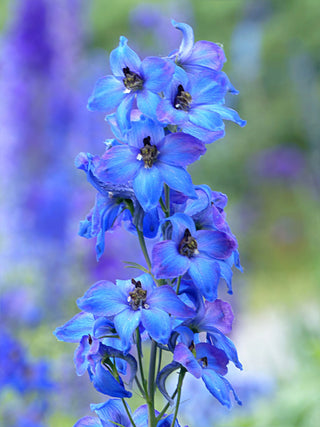 Delphinium likiangense <br>DELPHINIUM DWARF BLUE, YUNNAN