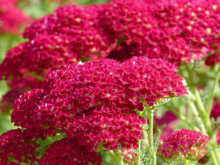 Achillea millefolium <br>CHERRY YARROW 'CASSIS'