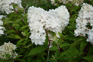 Hydrangea paniculata 'Grandiflora' <br>PEE GEE HYDRANGEA