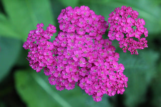 Achillea millefolium <br>YARROW 'CERISE QUEEN'