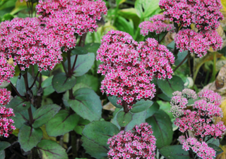 Sedum telephium <br>STONECROP 'EMPEROR WAVES'