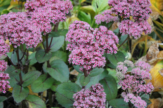 Sedum <br>MATRONA STONECROP