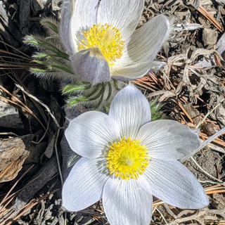 PASQUE FLOWER, WHITE ANEMONE, PRAIRIE CROCUS <br>Anemone patens wolfgangiana