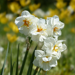 Narcissus <br>NARCISSUS DAFFODIL