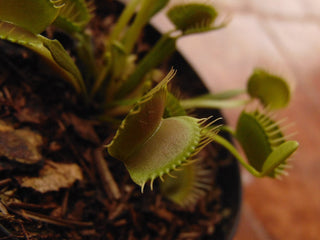 Dionaea muscipula <br>VENUS FLYTRAP 'DARWIN'