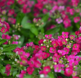 Lobularia <br>SWEET ALYSSUM DEEP ROSE-RED