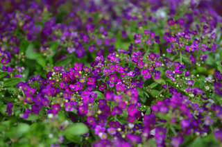 Lobularia <br>SWEET ALYSSUM 'ORIENTAL KNIGHT'