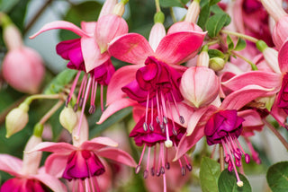 Fuchsia <br>ORNAMENTAL FUCHSIA MIX