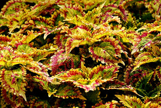 Coleus blumei <br>COLEUS NEW TYPES MIX <br>Organic