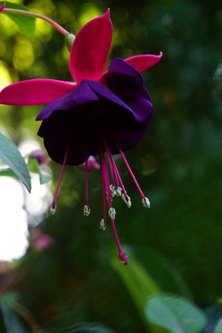 Fuchsia <br>ORNAMENTAL FUCHSIA MIX