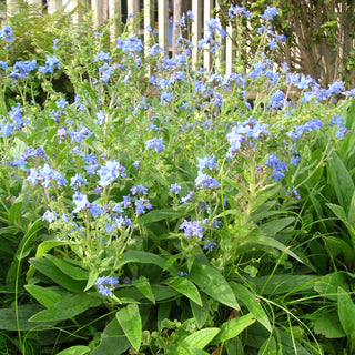 Cynoglossum amabile <br>BLUE CHINESE FORGET ME NOT