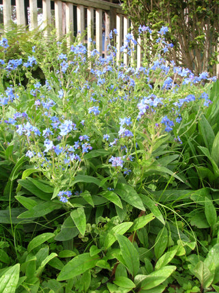 BLUE CHINESE FORGET ME NOT <br>Cynoglossum amabile