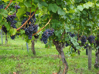 Vitis vinifera <br>WINE GRAPE