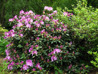 CATAWBA RHODODENDRON, ROSEBAY <br>Rhododendron catawbiense