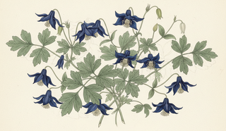 plant with foliage of aquilegia, and blue clematis flowers pointing slightly downwards