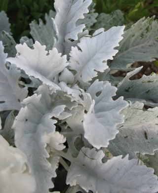 Senecio cineraria Jacobaea maritima <br>GIANT SILVER DUSTY MILLER NEW LOOK