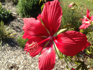 Hibiscus coccineus <br>SCARLET ROSE MALLOW