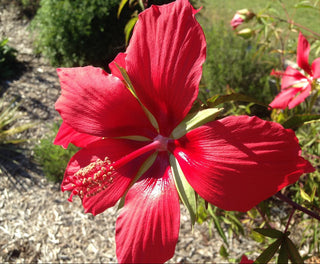 Hibiscus coccineus <br>SCARLET ROSE MALLOW