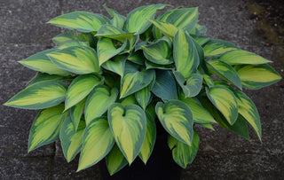 Hosta <br>MEDIUM HOSTA MIX