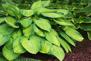 Hosta <br>MEDIUM HOSTA MIX
