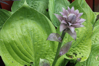 Hosta <br>MEDIUM HOSTA MIX