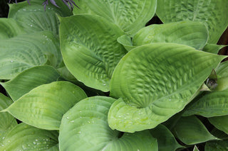 Hosta <br>MEDIUM HOSTA MIX