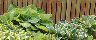 Hosta <br>MEDIUM HOSTA MIX