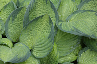 Hosta <br>MEDIUM HOSTA MIX