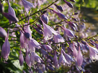 Hosta <br>MEDIUM HOSTA MIX