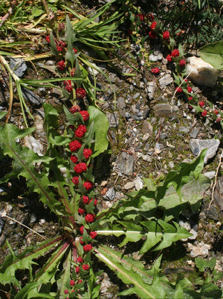 Chenopodium foliosum, Blitum virgatum LEAFY GOOSEFOOT