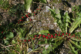 Chenopodium foliosum, Blitum virgatum <br>LEAFY GOOSEFOOT <br>Organic