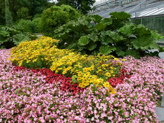 Begonia semperflorens <br>BEGONIA FIBROUS MIX