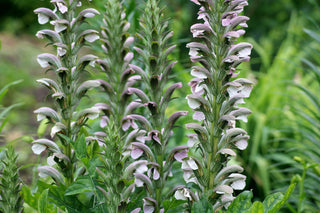 Acanthus hungaricus <br>HUNGARIAN BEAR'S BRITCHES