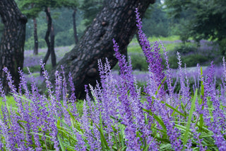 Liriope muscari <br>LILY TURF