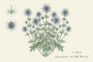 Eryngium planum SEA HOLLY BLUE CAP